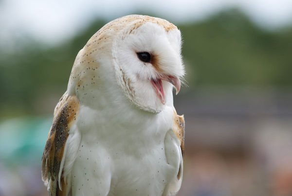 Installing A Barn Owl Nest Box On A Tree
